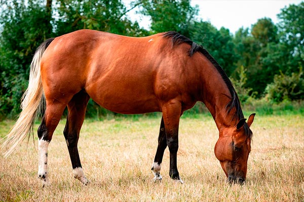 APOSENTADORIAPARA CAVALOS