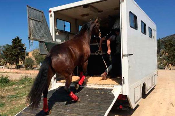 TRANSPORTEDE EQUINOS